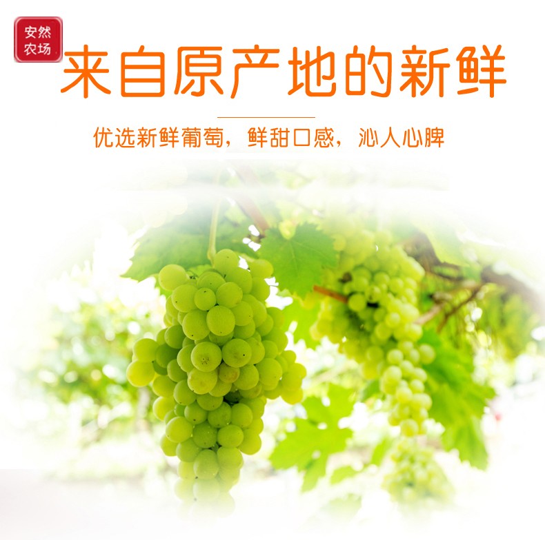 无核白葡萄干2.jpg