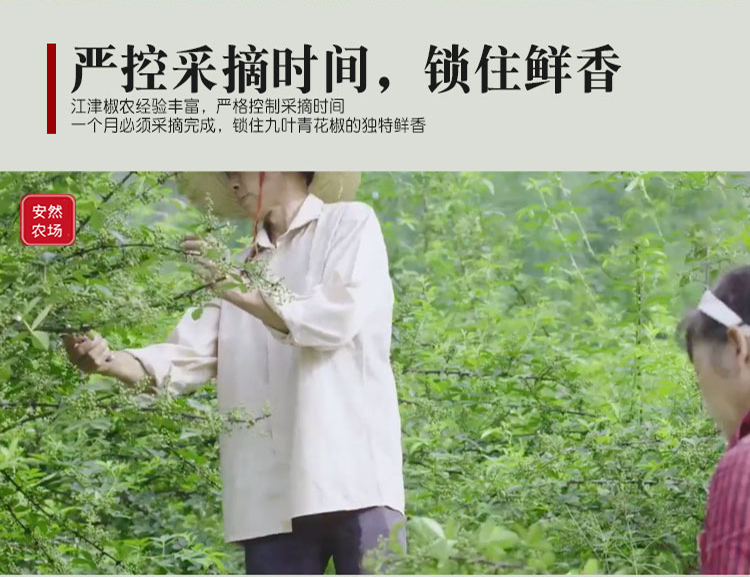 江津一级干青花椒4.jpg